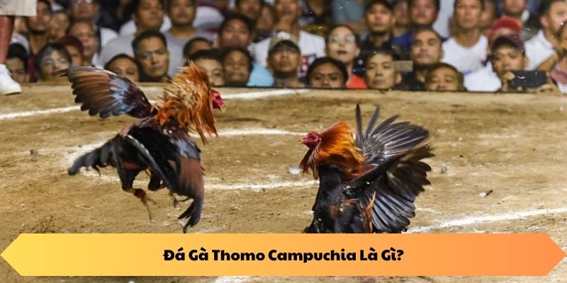 Đá Gà Thomo Campuchia Là Gì?