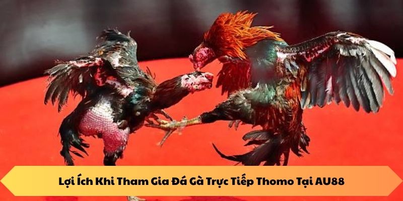 Lợi Ích Khi Tham Gia Đá Gà Thomo Campuchia Tại AU88